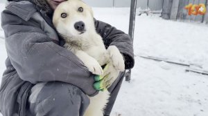 Все эти пёсики нуждаются в вашей помощи!