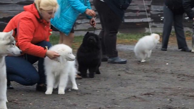 Первая выставка и сразу Первое место!!! смотреть онлайн