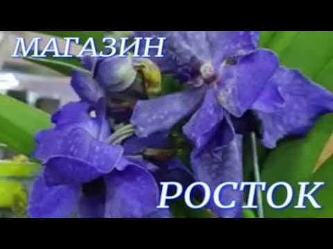 Обзор магазина РОСТОК. Оптовый  цветочный рынок по ул  Генерала Трошева 1/12: