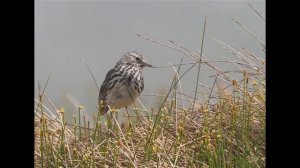 Лугово́й конёк