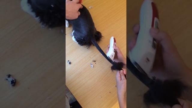Стрижка кота без наркоза/лучшая стрижка кота/смотреть всем/груминг/стрижка перса/
