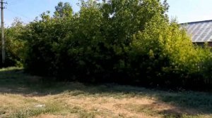 совхоз Комсомольский 20.07.2022г