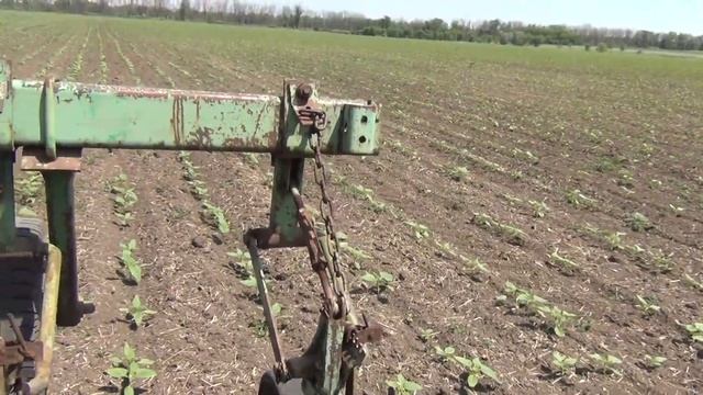 Междурядная культивация подсолнечника 2020