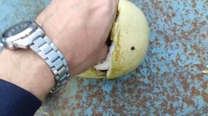 Лагенария бутылочная, сбор семян