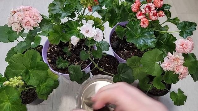 ЦВЕТЫ не узнать от этой дешевой аптечной подкормки, полейте и цветы оживут, позеленеют, и зацветут