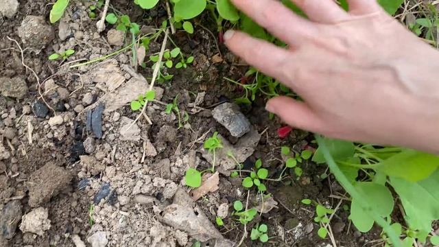 Высаживание томатов / разные способы посадки