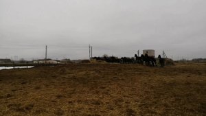 Отделил молодых кобыл на случку/// перегнал жеребят в основной табун