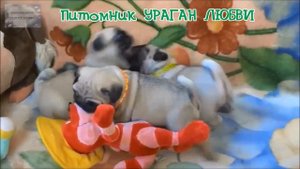 Щенки питомника мопсов Ураган любви г. Минск
