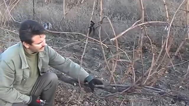Обрезка старого запущенного куста винограда. смотреть онлайн