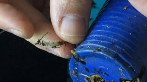 Черенок голубой ели с приростом через 8 месяцев.