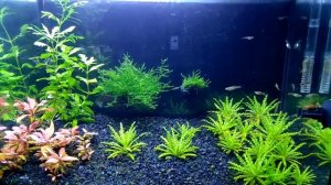 Болезни аквариумных растений #вебкамера#аквариум