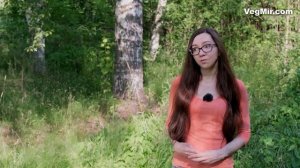 Новое на ВегМире: «Травы и растения - полезные свойства, сборы, травяные настои» - анонс раздела