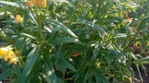 Мой гелихризум. Лучший сухоцвет. Ленинградская обл. 02.09.23г.