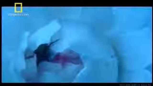 Planta Vitória-régia [Victoria amazonica] смотреть онлайн