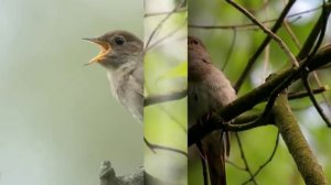 Голоса птиц  - Соловей (Luscinia)