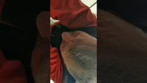 Замена генератора на Opel Astra.
