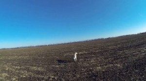 охота на зайца, сайга 12, собака тазы