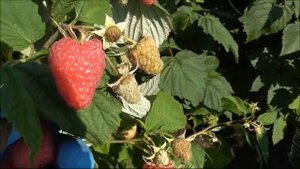 ПРИМАЛБА - новейший сорт ремонтантной малины из Европы.