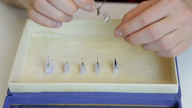 Водомерки – между воздухом и водой. Тимофей Левченко смотреть онлайн