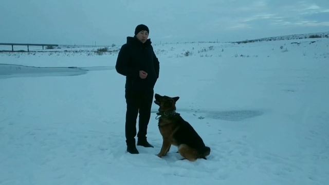 немецкая овчарка.Как научить собаку командам Лежать, умри????? .Часть 2 смотреть онлайн