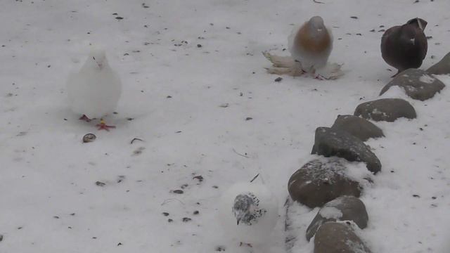 Одной голубки так и нет! смотреть онлайн