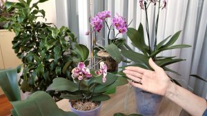 НУ РАЗВЕ НЕ РЕЗУЛЬТАТ?! Мой канал НЕ ДЛЯ ГРЯЗИ! Мой канал О СОВЕРШЕННЫХ ЦВЕТАХ - ОРХИДЕЯХ!!! ТОЧКА!