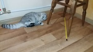 Игры Котенка Ночью ? Шотландская Вислоухая Кошка ночью не спит Котенок играет Скоттиш фолд