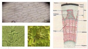 Урок №8.1 "Ткани растений"