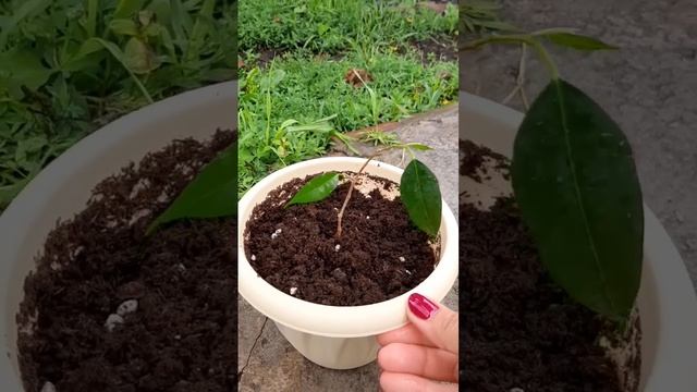 Фикус бенджамина. Состояние и уход. ???#мамавдекрете  #хобби #цветоводство #фикусы#фикусбенджамина