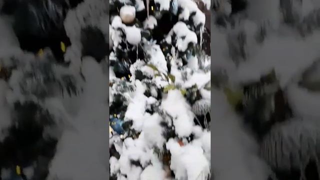 Парад новогодних ёлок/ Московский зоопарк смотреть онлайн