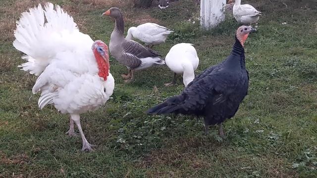 Гусь или Индейка? какую птицу выгодно выращивать