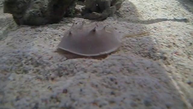 Dolksvans (Limulus polyphemus)