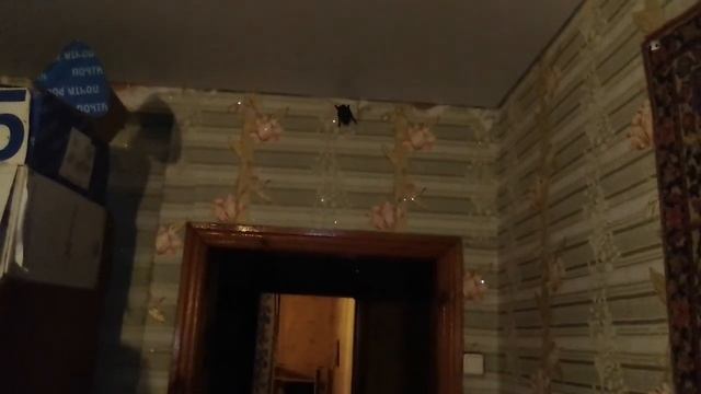 Летучая мышь залетела в дом смотреть онлайн