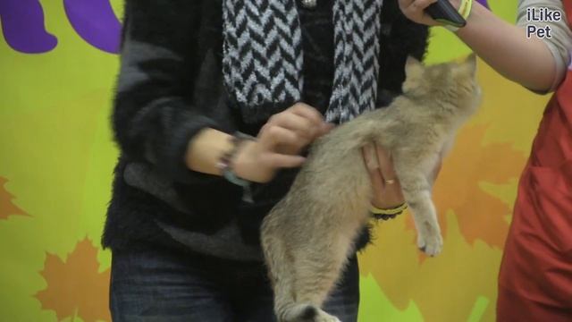 Шотландская прямоухая Скоттиш Страйт на ilikepet смотреть онлайн