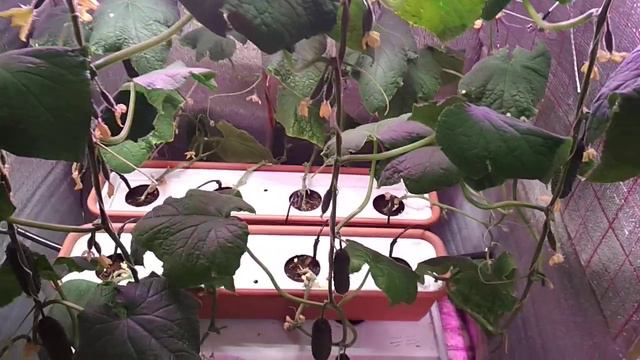 Огурцы под светодиодами смотреть онлайн