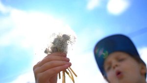 Одуванчики