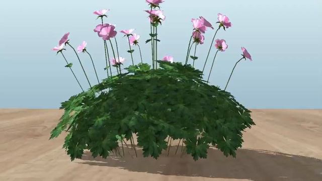 3D Vectorworks model of a Pale Rose Geranium смотреть онлайн