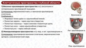 Лицевой отдел головы: топографическая анатомия головы