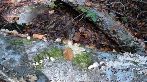 Identifying Turkey Tail Mushrooms And Look-Alikes