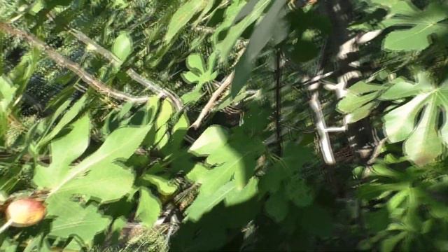 Инжир Сары Апшеронский основной урожай
