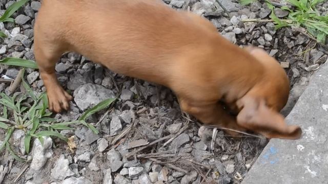 Щенок роет ямку смотреть онлайн