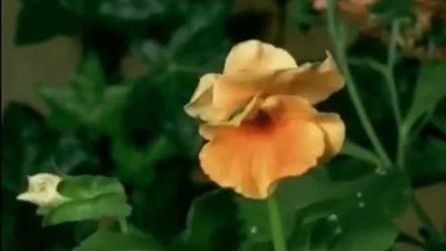 НЕ ТРАТЬТЕ ЖИЗНЬ НА ТЕХ, КТО ВАС НЕ ЦЕНИТ смотреть онлайн