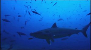 ТЕМНОПËРЫЕ СЕРЫЕ АКУЛЫ