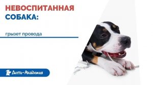 Собака не слушается хозяина. Почему и что делать?
