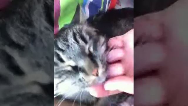 Правила ласки котят смотреть онлайн