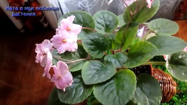 Сортовая фиалка " Река Москва ": достойна ли приобретения в любую коллекцию ? смотреть онлайн