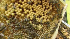 апрель на пасеке, ошибки, которые могут привести к болезни пчел, плохому весеннему развитию, часть 5