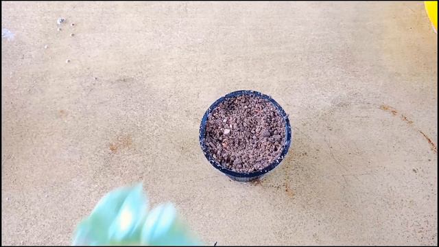 How To Grow English Ivy From Cuttings , Ivy Plant Care смотреть онлайн