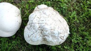 Вот и пришла пора собирать гриб дождевик гиганский (он же головач)