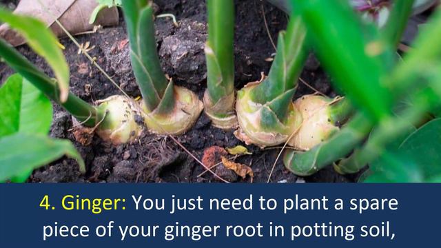 7 Vegetables and Herbs You Can Re grow Again and Again Inside your House or Garden смотреть онлайн